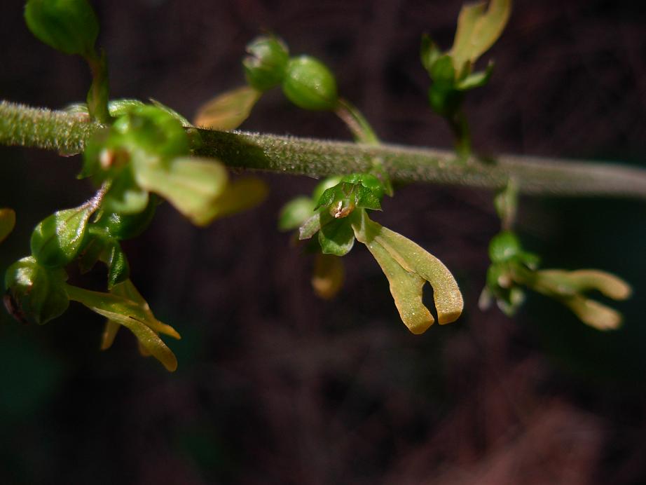 Neottia ovata